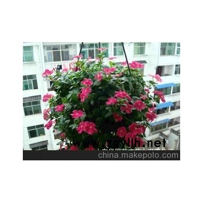 城陽草花長春花、青島草花長春花批發(fā)、青州草花長春花批發(fā)。