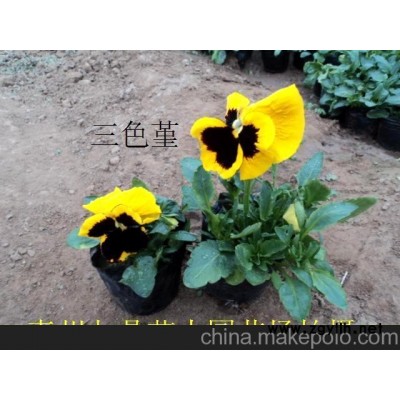 山東綠化草花價格青州綠化草花價格濰坊綠化草花基地