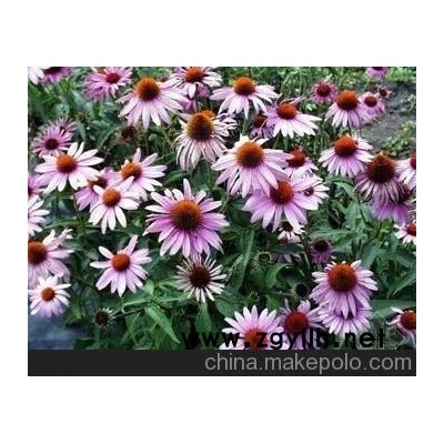 青州向陽花木提供宿根草花松果菊（必看信息）