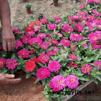 草花生產廠家公司  草花生產廠家  草花生產基地