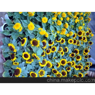 向日葵 草花