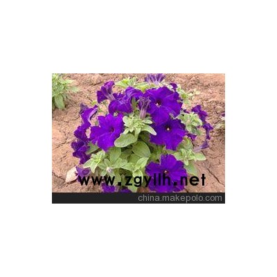 固原草花供應(yīng)_吳忠草花批發(fā)（點(diǎn)擊）