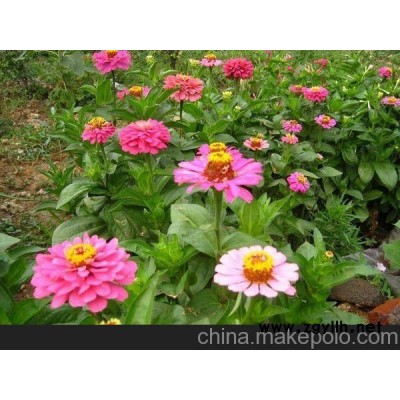 建陽(yáng)草花供應(yīng)、建甌草花供應(yīng)（咨詢）