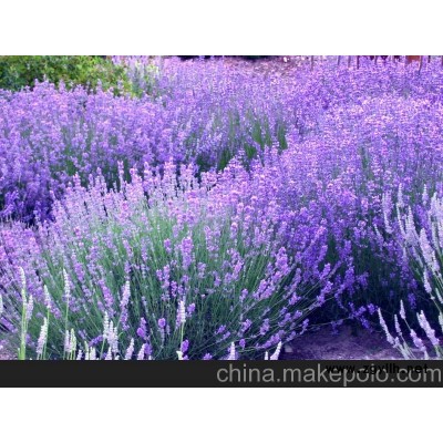 山東薰衣草批發(fā) 薰衣草種植基地