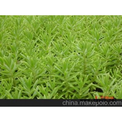 供應綠化佛甲草種植基地