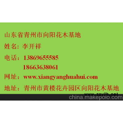 青州市向陽(yáng)草花園藝場(chǎng)寧夏地區(qū)三色堇基地