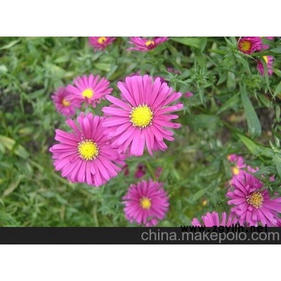 固原市荷蘭菊價(jià)格