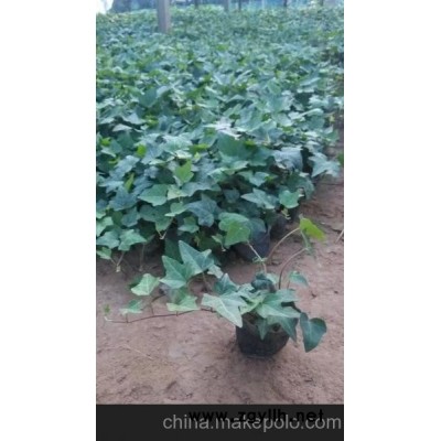 陸豐四季草花_普寧青州草花批發（查看）