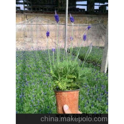 根河青州草花批發(fā)、巴彥淖爾草花供應(yīng)（優(yōu)惠）