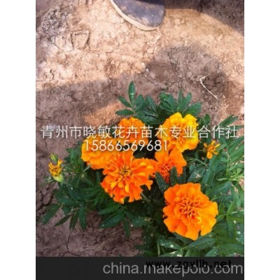 青州草花  山東草花 山東青州草花