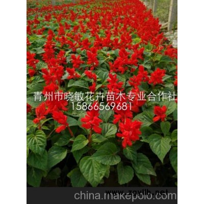 供應山東草花一串紅批發(fā)基地