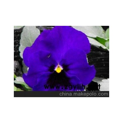 大量優價現貨供應*草花*三色堇*株型好*花艷麗