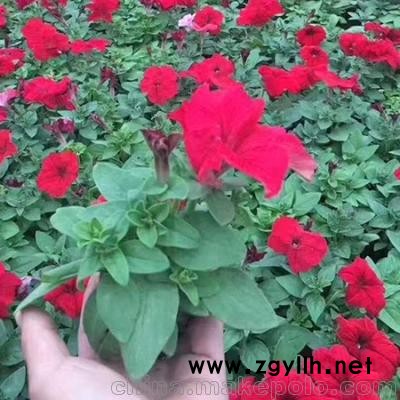 青州草花批發,濰坊供應草花花卉,山東銷售草花