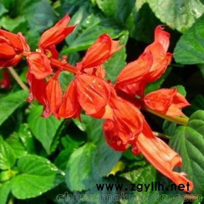 草花的批發價格 草花價格 草花批發