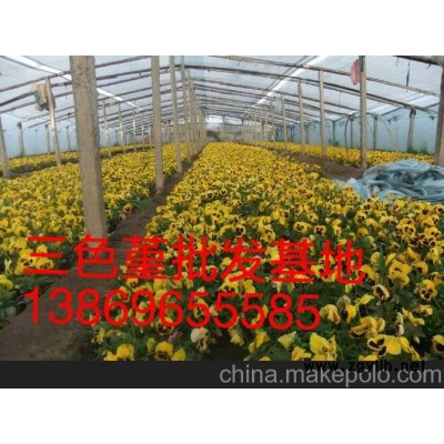 內(nèi)蒙古草花三色堇青州向陽花木供應