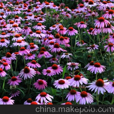 濮陽市松果菊價格