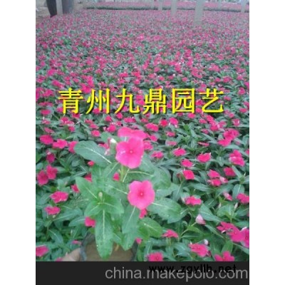 吉林市紫葉小檗價格