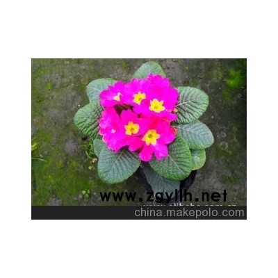 優價大量供應*草花*歐洲報春*報春花*歐洲報春花