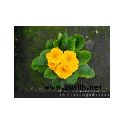 優價大量供應*草花*報春花*歐洲報春*株型好*花艷麗