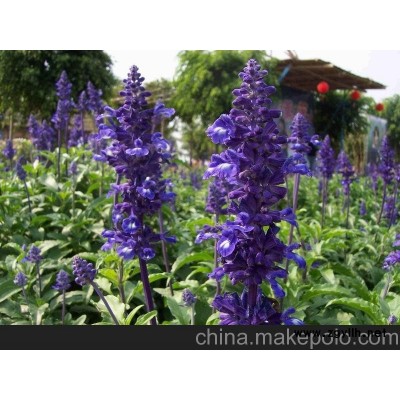 山東草花批發(fā) 山東草花價格