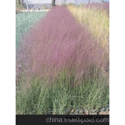 燈塔市紫葉小檗價格