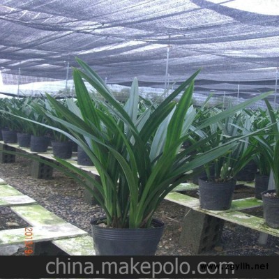 花卉蘭花批發 植物盆栽 墨蘭 高檔 企黑 報歲 拜歲蘭