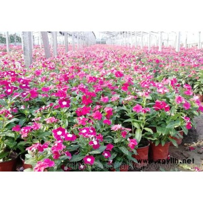 北方草花批發市場批發國慶節草花,秋季開花