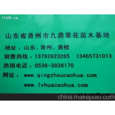 山東四季草花價格山東四季草花批發(fā)山東四季草花基地
