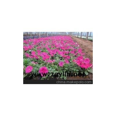壽光草花供應(yīng)_膠州草花批發(fā)（優(yōu)質(zhì)商家）