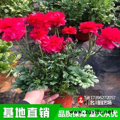 多花毛茛批發(fā)基地_大花芹菜茛價格_草花廠價_花壇綠植_名川園藝