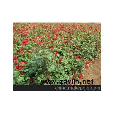 時令草花，宿根地被，種規(guī)格月季，綠化苗木供應(yīng)