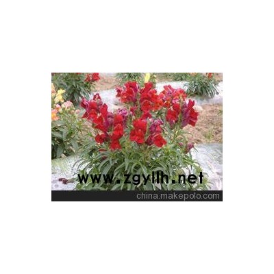 興寧草花批發(fā)_梅州草花供應(yīng)（必看）