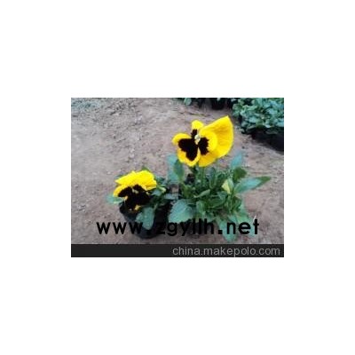 青州市向陽草花園藝場寧夏地區(qū)三色堇圖片