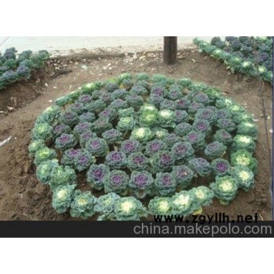 冬季耐寒草花羽衣甘藍