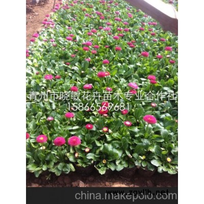 供應山東草花雛菊批發(fā)基地