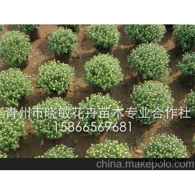 供應(yīng)國慶菊可以種的草花