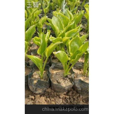 山東草花價格 青州草花價格