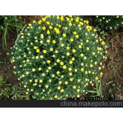衢州草花種植基地 義烏草花批發（大圖）