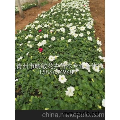 五一用草花 十一用草花 草花品種