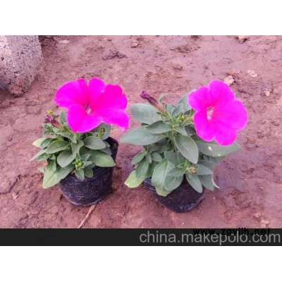 草花，綠化苗木，宿根花卉