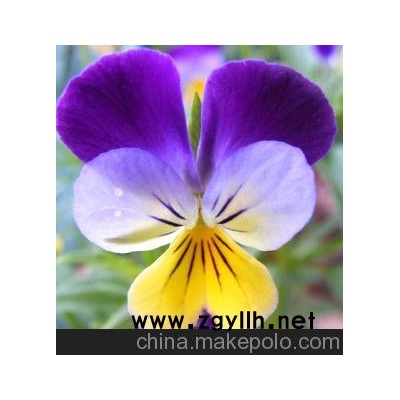 優質 草花系列 三色堇