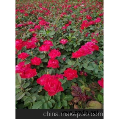 供應(yīng)綠化草花苗木市場