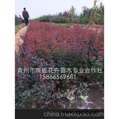 供應紅葉小檗 紅葉小檗價格