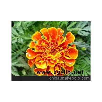 草花系列 孔雀草