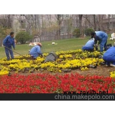 四季草花 綠化草花 草花苗木批發(fā)