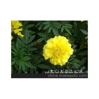 國慶節(jié)用萬壽菊、草花租擺、草花批發(fā)