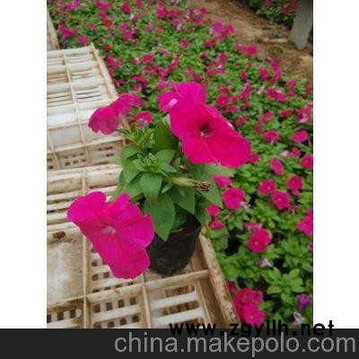 漢中草花批發、渭南草花批發（在線咨詢）