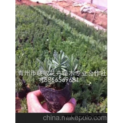 宿根薰衣草價格 薰衣草盆栽苗 薰衣草小苗