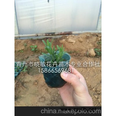 宿根薰衣草價格 薰衣草苗 薰衣草小苗批發(fā)