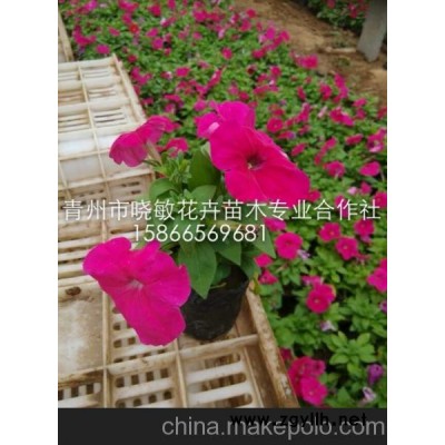 黃樓草花基地 矮牽牛 垂吊牽牛